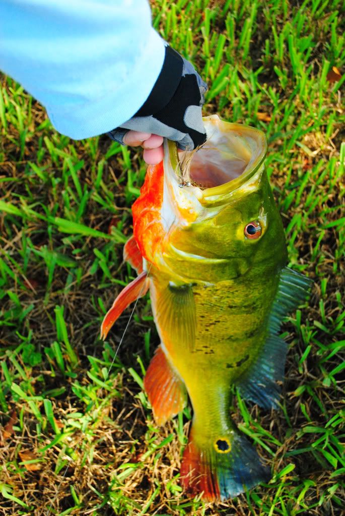 Fly Fishing for Peacock Bass Dedicated To The Smallest Of Skiffs
